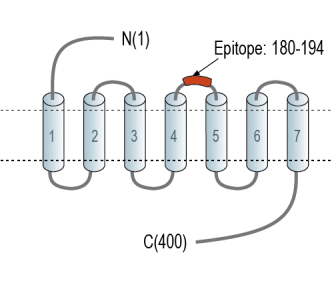 Opsin 3 (extracellular) Blocking Peptide