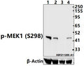 Western blot (WB) analysis of MEK1 (Phospho-S298) polyclonal antibody at 1:1000 dilution
Lane1:PMVEC whole cell lysate(40ug)
Lane2:BV2 whole cell lysate(40ug)
Lane3:Hela treated with λ-phosphatase whole cell lysate(40ug)
Lane4:HeLa whole cell lysate(40ug)