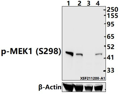 Western blot (WB) analysis of MEK1 (Phospho-S298) polyclonal antibody at 1:1000 dilution
Lane1:PMVEC whole cell lysate(40ug)
Lane2:BV2 whole cell lysate(40ug)
Lane3:Hela treated with λ-phosphatase whole cell lysate(40ug)
Lane4:HeLa whole cell lysate(40ug)