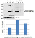 Western blot (WB) analysis of p-MSK1(Thr581) polyclonal antibody at 1:500 or 1:2000 dilution
Lane1:H9C2  treated with LPS(40ng/ml) for 45min whole cell lysate
Lane2:H9C2 treated with LPS(40ng/ml) for 15min whole cell lysate
Lane3:H9C2 treated with LPS(40ng/ml) for 5min whole cell lysate
Lane4:L02 treated with LPS(40ng/ml) for 45min whole cell lysate
Lane5:L02 treated with LPS(40ng/ml) for 15min whole cell lysate
Lane6:L02  whole cell lysate
Lane7:The Brain tissue lysate of Mouse(40ug)