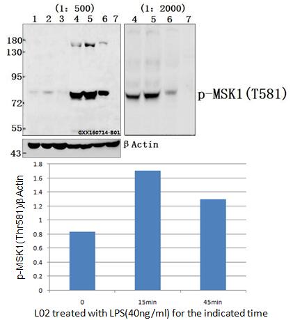 Western blot (WB) analysis of p-MSK1(Thr581) polyclonal antibody at 1:500 or 1:2000 dilution
Lane1:H9C2  treated with LPS(40ng/ml) for 45min whole cell lysate
Lane2:H9C2 treated with LPS(40ng/ml) for 15min whole cell lysate
Lane3:H9C2 treated with LPS(40ng/ml) for 5min whole cell lysate
Lane4:L02 treated with LPS(40ng/ml) for 45min whole cell lysate
Lane5:L02 treated with LPS(40ng/ml) for 15min whole cell lysate
Lane6:L02  whole cell lysate
Lane7:The Brain tissue lysate of Mouse(40ug)
