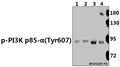 Western blot (WB) analysis of p-PI3K p85-α(Tyr607) pAb at 1:500 dilution
Lane1:H1792 whole cell lysate(40ug)
Lane2:U-87MG whole cell lysate(40ug)
Lane3:The Brain tissue lysate of Mouse(40ug)
Lane4:The Brain tissue lysate of Rat(40ug)