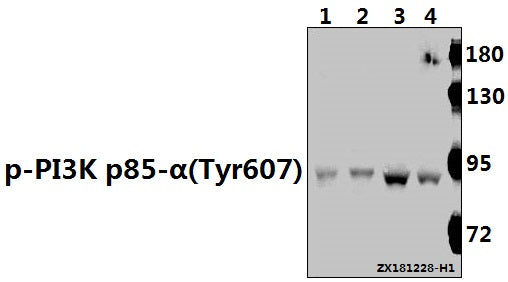 Western blot (WB) analysis of p-PI3K p85-α(Tyr607) pAb at 1:500 dilution
Lane1:H1792 whole cell lysate(40ug)
Lane2:U-87MG whole cell lysate(40ug)
Lane3:The Brain tissue lysate of Mouse(40ug)
Lane4:The Brain tissue lysate of Rat(40ug)