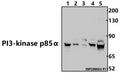 Western blot (WB) analysis of PI3K p85α/p55γ(Tyr467/199) pAb at 1:500 dilution
Lane1:PC12 whole cell lysate(30ug)
Lane2:3T3-L1 whole cell lysate(30ug)
Lane3:U-87MG whole cell lysate(30ug)                                                                                           Lane4:HEK293T whole cell lysate(30ug)
Lane5:MCF-7 whole cell lysate(30ug)