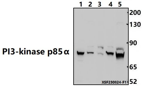 Western blot (WB) analysis of PI3K p85α/p55γ(Tyr467/199) pAb at 1:500 dilution
Lane1:PC12 whole cell lysate(30ug)
Lane2:3T3-L1 whole cell lysate(30ug)
Lane3:U-87MG whole cell lysate(30ug)                                                                                           Lane4:HEK293T whole cell lysate(30ug)
Lane5:MCF-7 whole cell lysate(30ug)