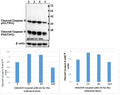 Western blot (WB) analysis of p-Caspase-8 (T341) polyclonal antibody at 1:500 dilution
Lane1:HEK293T whole cell lysate(40ug)
Lane2:HEK293T treated with UV for 1h whole cell lysate(40ug)
Lane3:HEK293T treated with UV for 6h whole cell lysate(40ug)
Lane4:HEK293T treated with UV for 24h whole cell lysate(40ug)