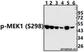 Western blot (WB) analysis of p-MEK1 (S298) pAb at 1:500 dilution
Lane1:PC12 whole cell lysate(40ug)
Lane2:CT26 whole cell lysate(40ug)
Lane3:H1792 whole cell lysate(40ug)
Lane4:LOVO whole cell lysate(40ug)
Lane5:SGC7901 whole cell lysate(40ug)
Lane6:HCT116 whole cell lysate(40ug)