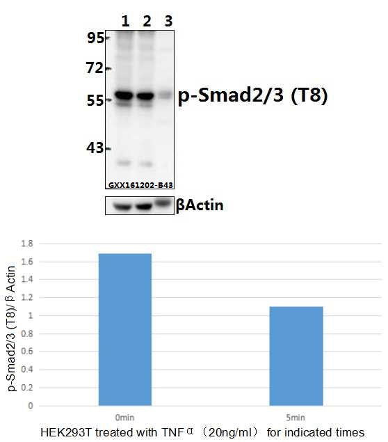 Western blot (WB) analysis of Smad2/3 (phospho-T8) polyclonal antibody at 1:500 dilution
Lane1:HEK293T whole cell lysate
Lane2:HEK293T treated with TNFα(20ng/ml)for 10 min whole cell lysate
Lane3:The Heart tissue lysate of Mouse