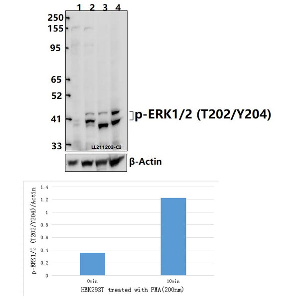 Western blot (WB) analysis of ERK1/2 (Phospho-T202/Y204) polyclonal antibody at 1:5000 dilution
Lane1:HEK293T whole cell lysate(40ug)
Lane2:HEK293T treated with PMA(200nM, 10 min) whole cell lysate(40ug)
Lane3:BV2 whole cell lysate(40ug)
Lane4:C6 whole cell lysate(40ug)