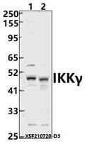 Western blot (WB) analysis of IKKγ (S31) polyclonal antibody at 1:2000 dilution
Lane1:HEK293T whole cell lysate(40ug)
Lane2:PC3 whole cell lysate(40ug)