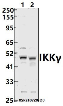 Western blot (WB) analysis of IKKγ (S31) polyclonal antibody at 1:2000 dilution
Lane1:HEK293T whole cell lysate(40ug)
Lane2:PC3 whole cell lysate(40ug)