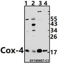 Western blot (WB) analysis of Cox-4 pAb at 1:500 dilution
Lane1:3T3-L1 whole cell lysate(40ug)
Lane2:C6 whole cell lysate(40ug)
Lane3:HCT116 whole cell lysate(10ug)
Lane4:U-87MG whole cell lysate(10ug)