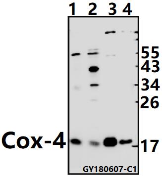 Western blot (WB) analysis of Cox-4 pAb at 1:500 dilution
Lane1:3T3-L1 whole cell lysate(40ug)
Lane2:C6 whole cell lysate(40ug)
Lane3:HCT116 whole cell lysate(10ug)
Lane4:U-87MG whole cell lysate(10ug)