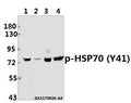 Western blot (WB) analysis of HSP70 (phospho-Y41) pAb at 1:500 dilution
Lane1:MCF-7 whole cell lysate(40ug)
Lane2:SK-OVCAR3 whole cell lysate(40ug)
Lane3:The Testis tissue lysate of Mouse(40ug)
Lane4:The Testis tissue lysate of Rat(40ug)