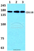 Western blot (WB) analysis of CD11B (L1) polyclonal antibody at 1:500 dilution
Lane1:THP-1 cell lysate 
Lane2:Jurkat cell lysate
Lane3:Raw264.7 cell lysate