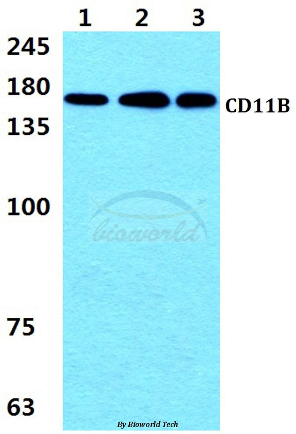 Western blot (WB) analysis of CD11B (L1) polyclonal antibody at 1:500 dilution
Lane1:THP-1 cell lysate 
Lane2:Jurkat cell lysate
Lane3:Raw264.7 cell lysate