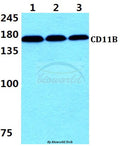 Western blot (WB) analysis of CD11B (E1) polyclonal antibody at 1:500 dilution
Lane1:THP-1 cell lysate 
Lane2:Raw264.7 cell lysate
Lane3:PC12 cell lysate