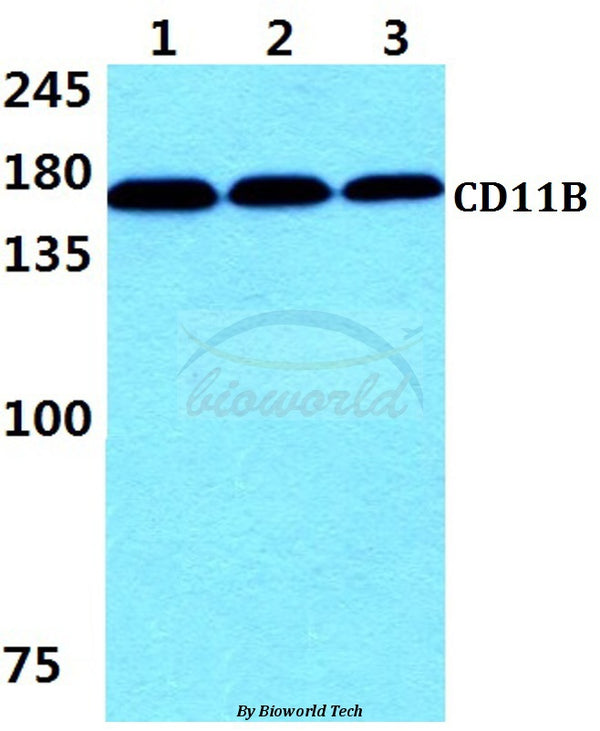 Western blot (WB) analysis of CD11B (E1) polyclonal antibody at 1:500 dilution
Lane1:THP-1 cell lysate 
Lane2:Raw264.7 cell lysate
Lane3:PC12 cell lysate