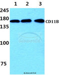 Western blot (WB) analysis of CD11B (I1) polyclonal antibody at 1:500 dilution
Lane1:THP-1 cell lysate 
Lane2:Raw264.7 cell lysate
Lane3:PC12 cell lysate