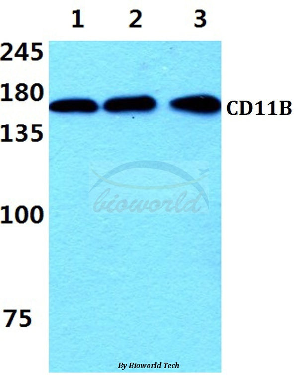 Western blot (WB) analysis of CD11B (I1) polyclonal antibody at 1:500 dilution
Lane1:THP-1 cell lysate 
Lane2:Raw264.7 cell lysate
Lane3:PC12 cell lysate