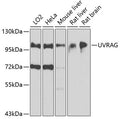 UVRAG polyclonal antibody – Figure 1 of 4