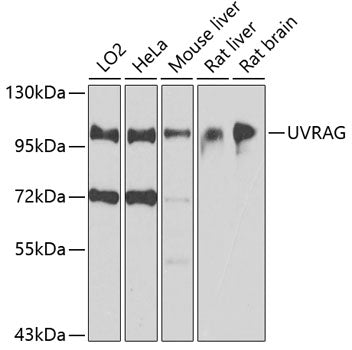 UVRAG polyclonal antibody – Figure 1 of 4