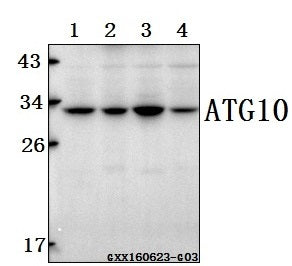Western blot (WB) analysis of ATG10 (P220) polyclonal antibody at 1:500 dilution
Lane1:Hct116 whole cell lysate(40ug)
Lane2:786-O whole cell lysate(40ug)
Lane3:SGC-7901 whole cell lysate(40ug)
Lane4:HEK293T whole cell lysate(40ug)