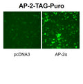 AP2 Reporter Lentivirus – Figure 1