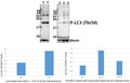Western blot (WB) analysis of LC3 (phospho-Thr50) polyclonal antibody at 1:500 dilution
Lane1:L02 whole cell lysate(40ug)
Lane2:L02 treated with PBS(1×PBS,PH7.4) for 1 hour whole cell lysate(40ug)
Lane3:HEK293T whole cell lysate(40ug)
Lane4:HEK293T treated with Etoposide(20ng/ml) for 30 minutes whole cell lysate(40ug)
Lane5:HEK293T treated with Etoposide(20ng/ml) for 6 hours whole cell lysate(40ug)
