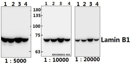 Western blot (WB) analysis of Lamin B1 polyclonal antibody at 1:20000 dilution
Lane1:A549 whole cell lysate(40ug)
Lane2:DLD whole cell lysate(40ug)
Lane3:The Spleen tissue lysate of Mouse(40ug)
Lane4:The Lung tissue lysate of Rat(40ug)