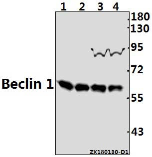 Western blot (WB) analysis of Beclin 1 pAb at 1:2000 dilution
Lane1:AML-12 whole cell lysate(40ug)
Lane2:PMVEC whole cell lysate(40ug)
Lane3:HEK293T whole cell lysate(40ug)
Lane4:A549 whole cell lysate(40ug)