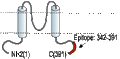 Anti-KCNJ1 (Kir1.1) Antibody