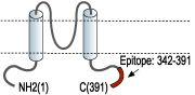 Anti-KCNJ1 (Kir1.1) Antibody