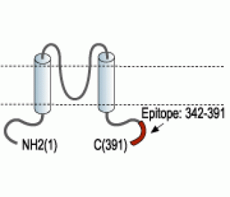 KCNJ1/Kir1.1 Blocking Peptide
