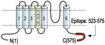 Anti-KV1.3 (KCNA3) Antibody