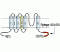 Kv1.3/KCNA3 Blocking Peptide