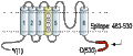 Anti-KV1.6 (KCNA6) Antibody