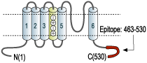 Anti-KV1.6 (KCNA6) Antibody
