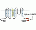 Kv1.5/KCNA5 Blocking Peptide
