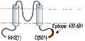 Anti-GIRK1 (Kir3.1) Antibody