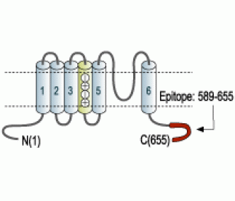 Kv1.4 Blocking Peptide