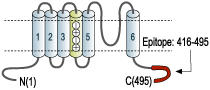 Anti-KV1.1 (KCNA1) Antibody