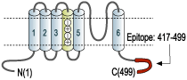 Anti-KV1.2 (KCNA2) Antibody