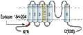 Anti-KV3.2 (KCNC2) Antibody