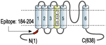 Anti-KV3.2 (KCNC2) Antibody