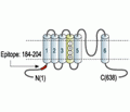 Kv3.2/KCNC2 Blocking Peptide