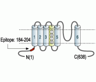 Kv3.2/KCNC2 Blocking Peptide
