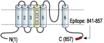 Anti-KV2.1 Antibody