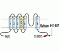Kv2.1 Blocking Peptide