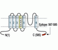 Kv3.1b/KCNC1 Blocking Peptide